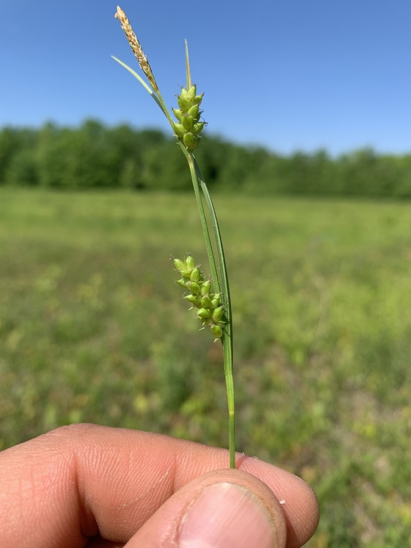 Openfield Sedge photo 6