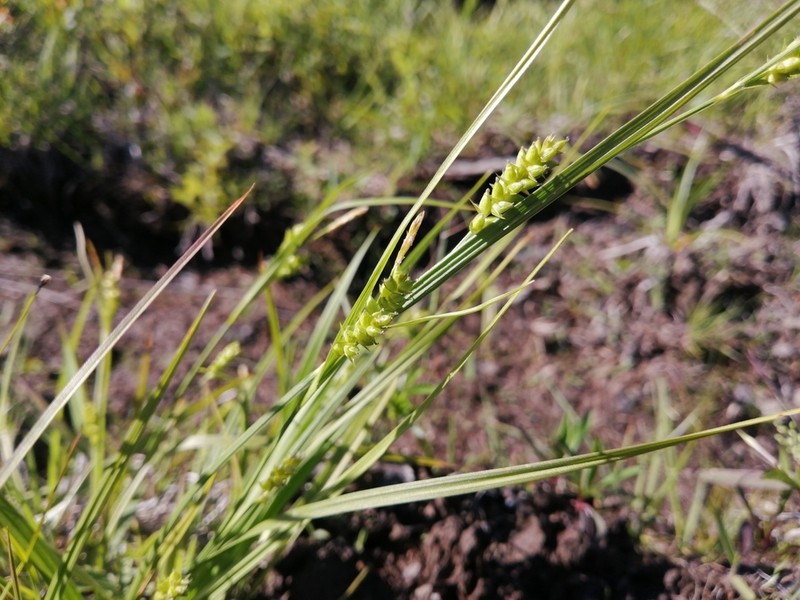 Openfield Sedge photo 7