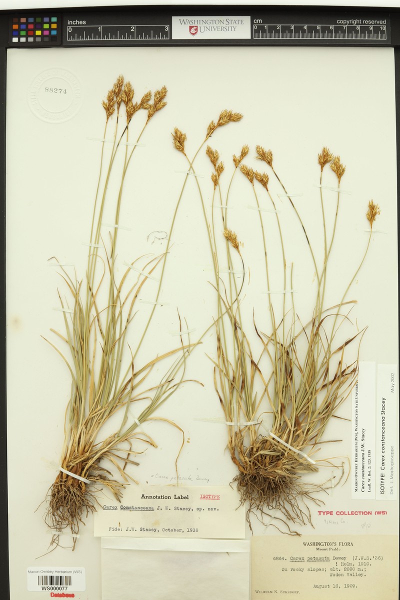 Contance's Sedge