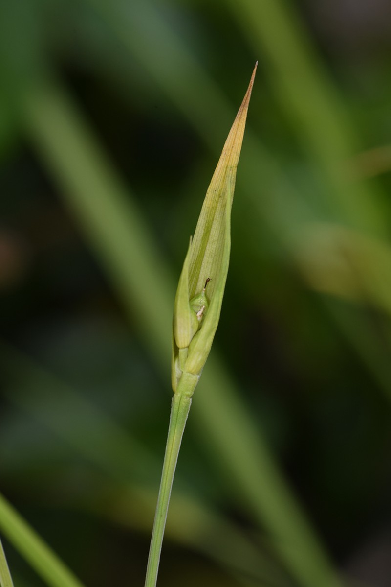 Cordilleran Sedge