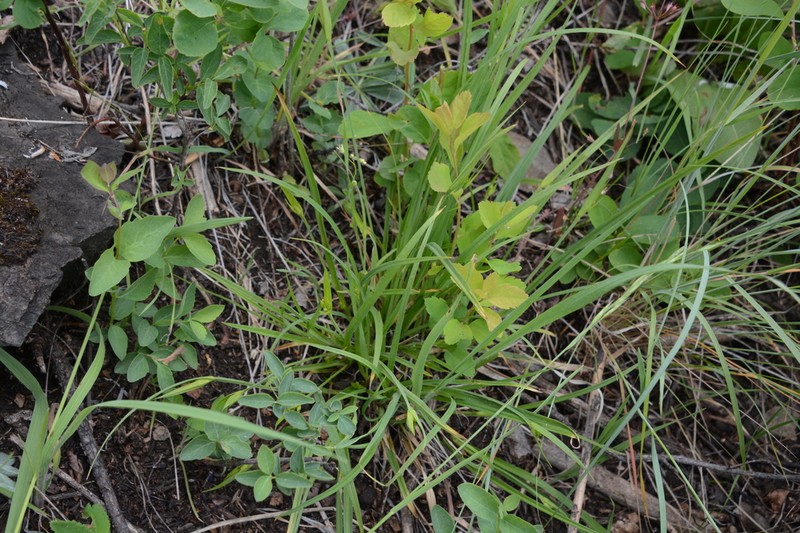 Cordilleran Sedge photo 2