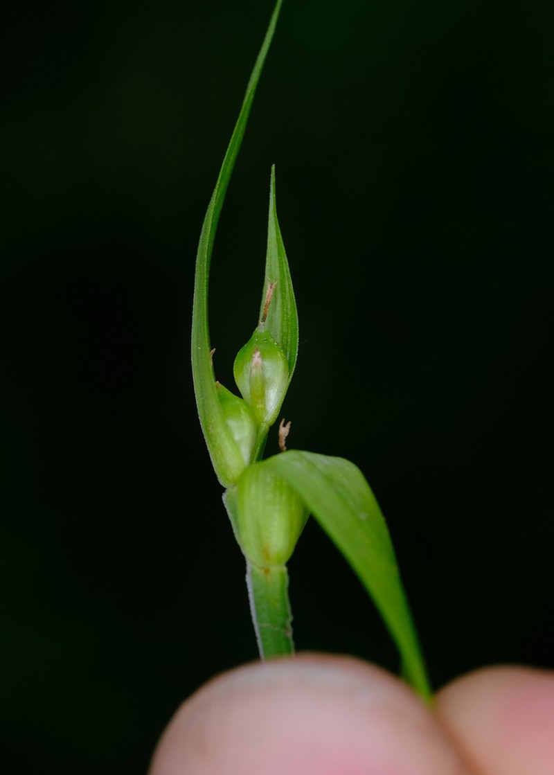 Cordilleran Sedge photo 3