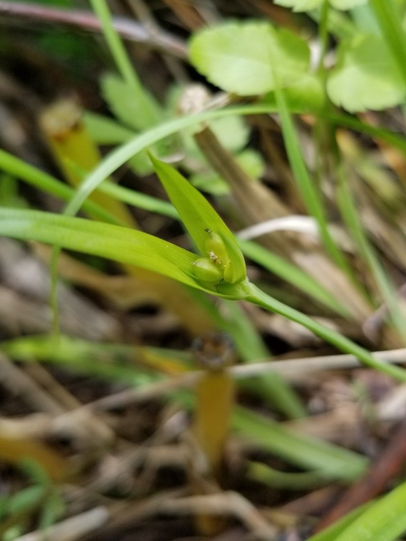 Cordilleran Sedge photo 4