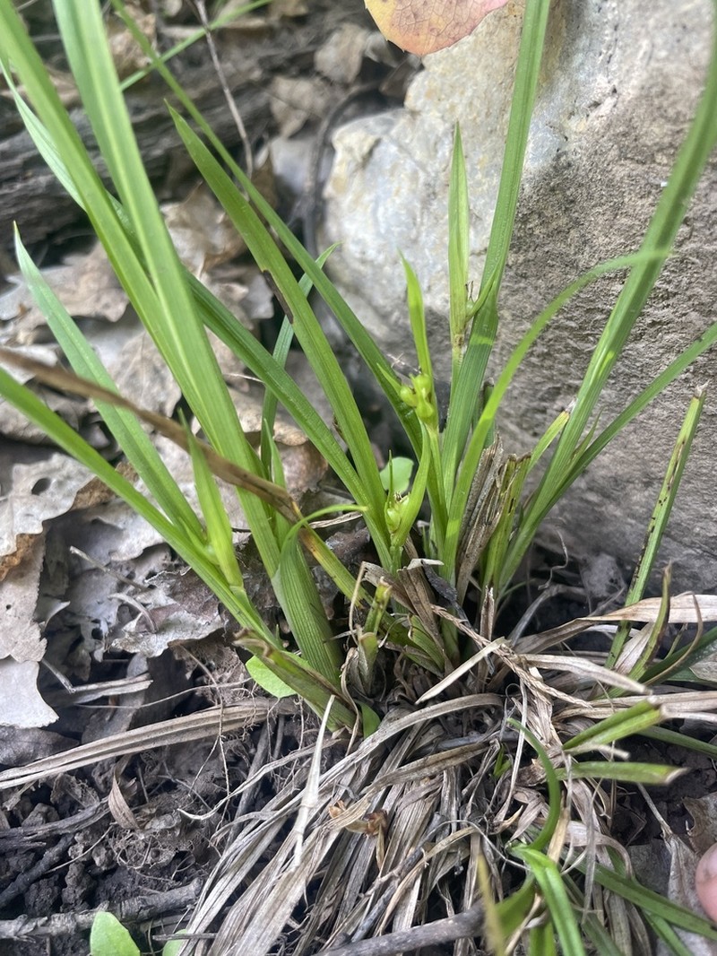 Cordilleran Sedge photo 5