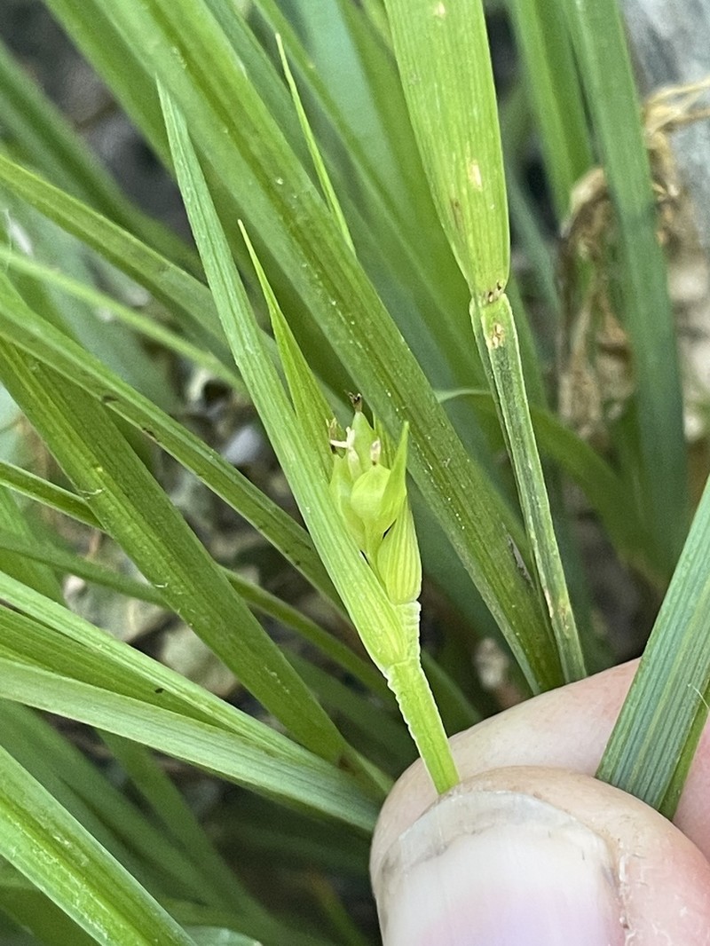 Cordilleran Sedge photo 6