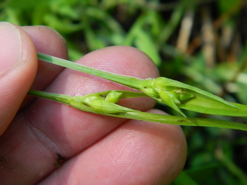 Cordilleran Sedge photo 7
