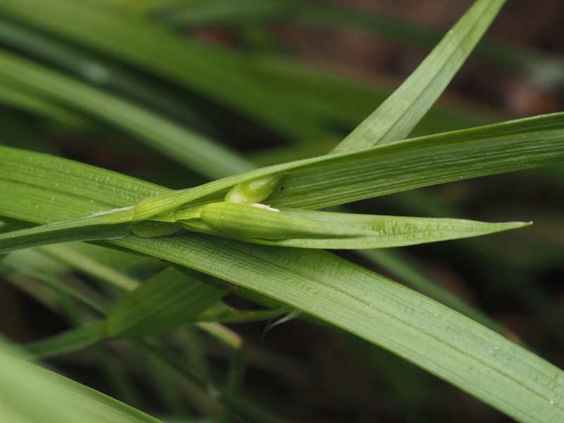 Cordilleran Sedge photo 8