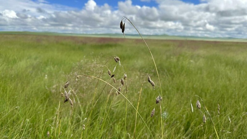 Carex coriophora