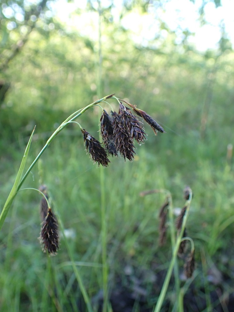 Carex coriophora photo 2
