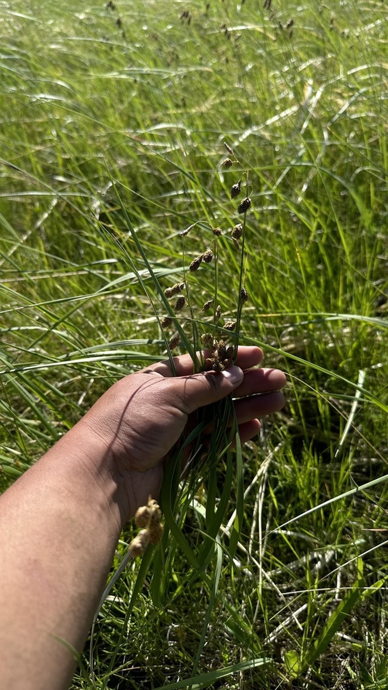 Carex coriophora photo 3