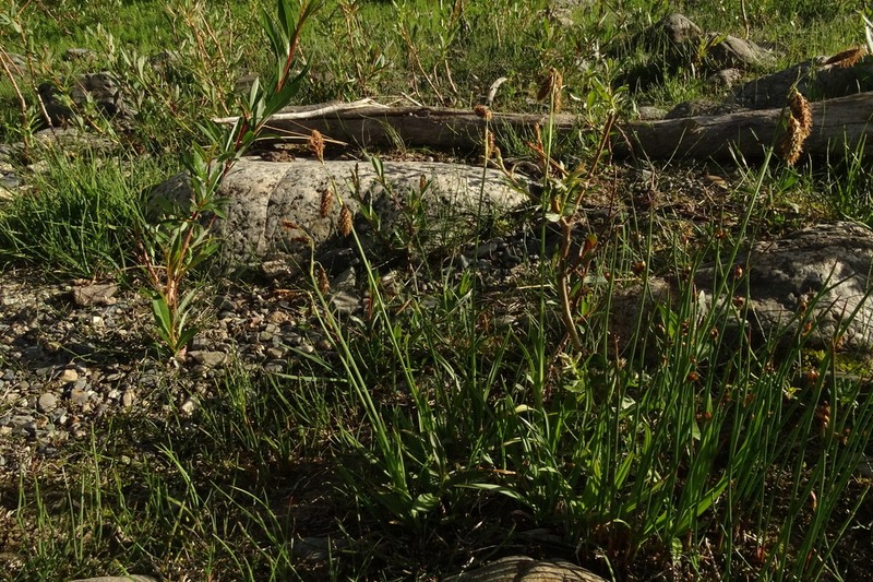 Carex coriophora photo 4