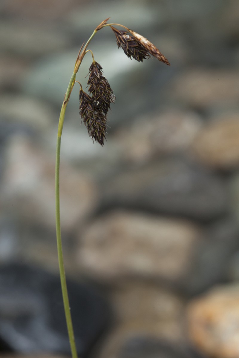 Carex coriophora photo 5