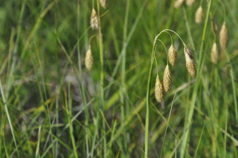 Carex coriophora photo 6