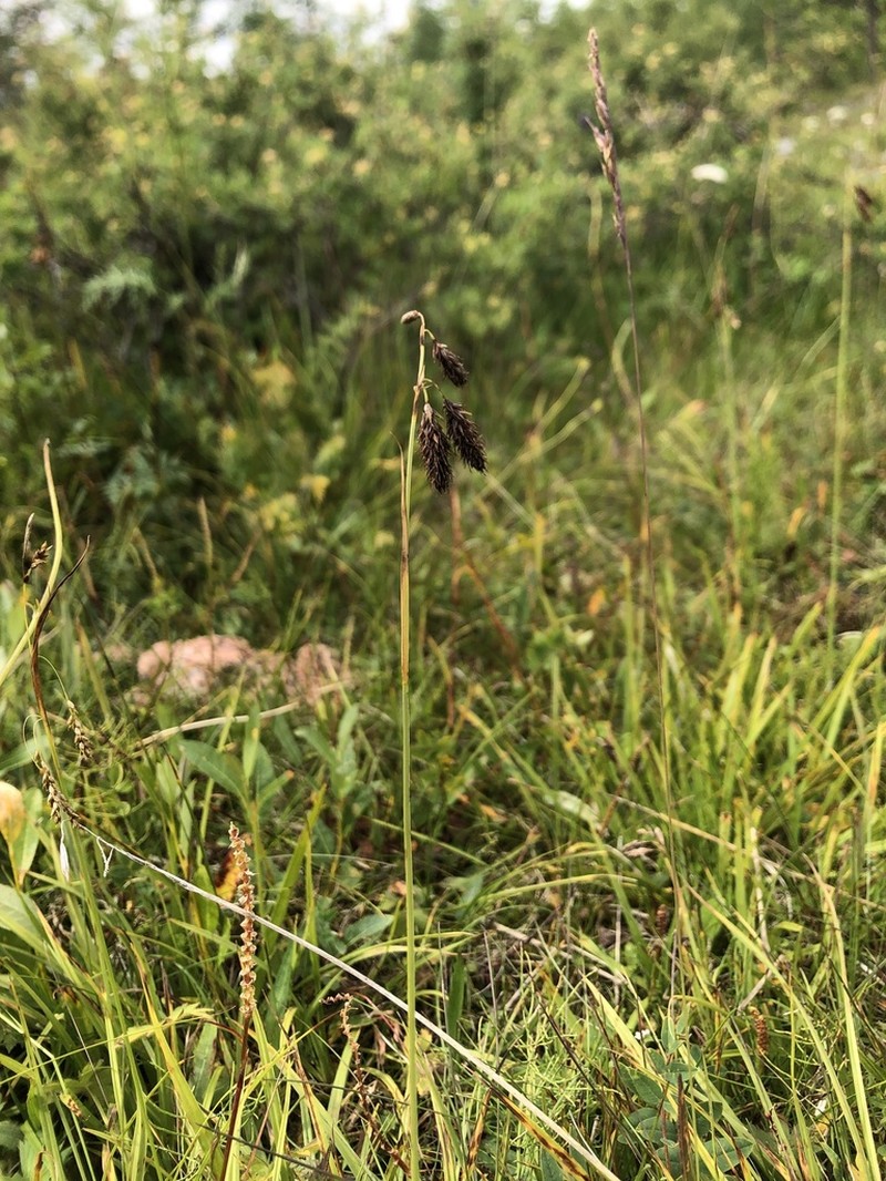 Carex coriophora photo 7