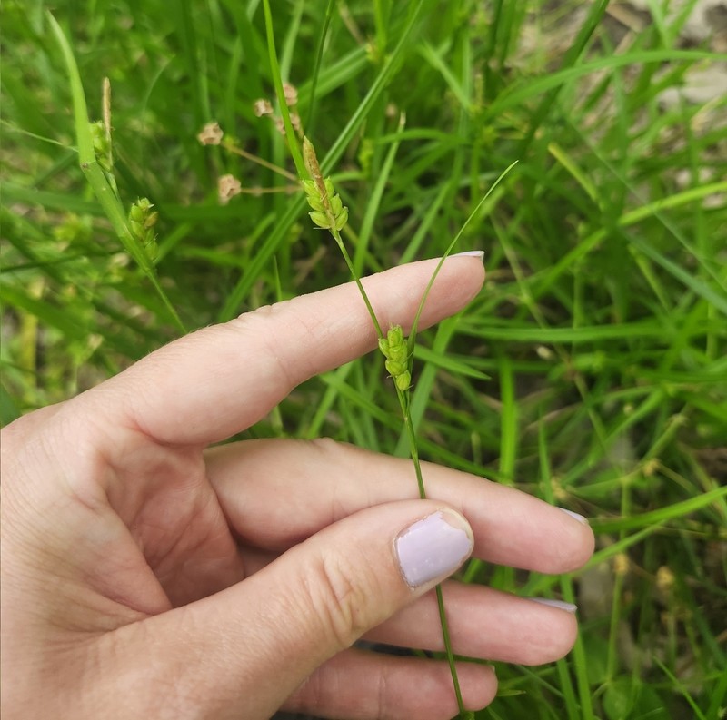 Prune-Fruit Sedge