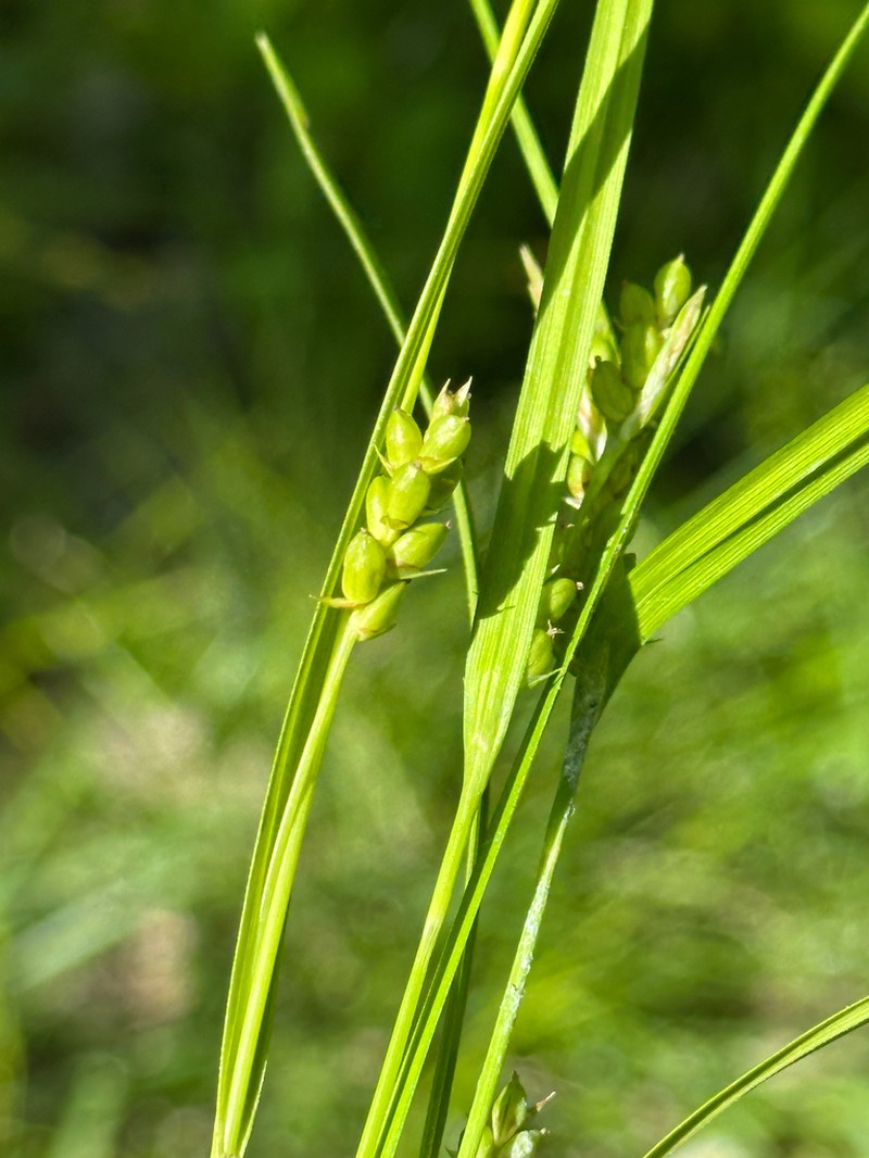 Prune-Fruit Sedge photo 2