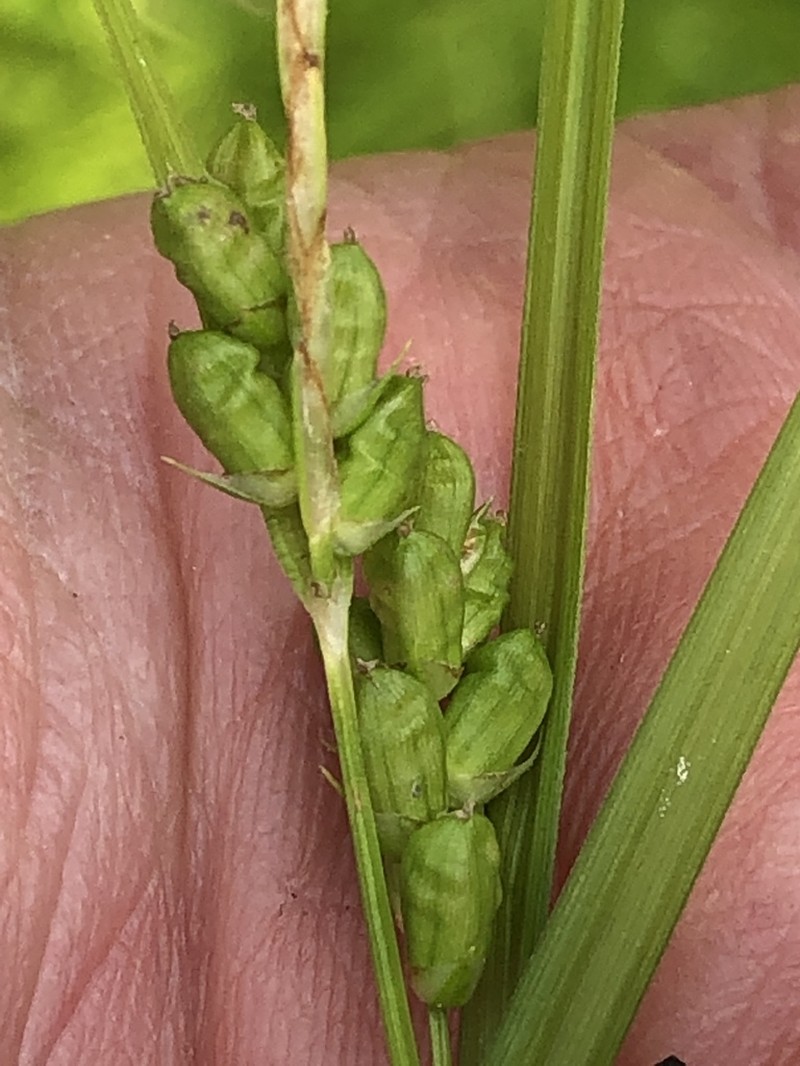 Prune-Fruit Sedge photo 3