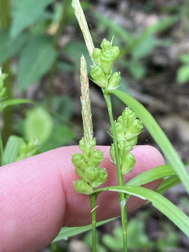 Prune-Fruit Sedge photo 4