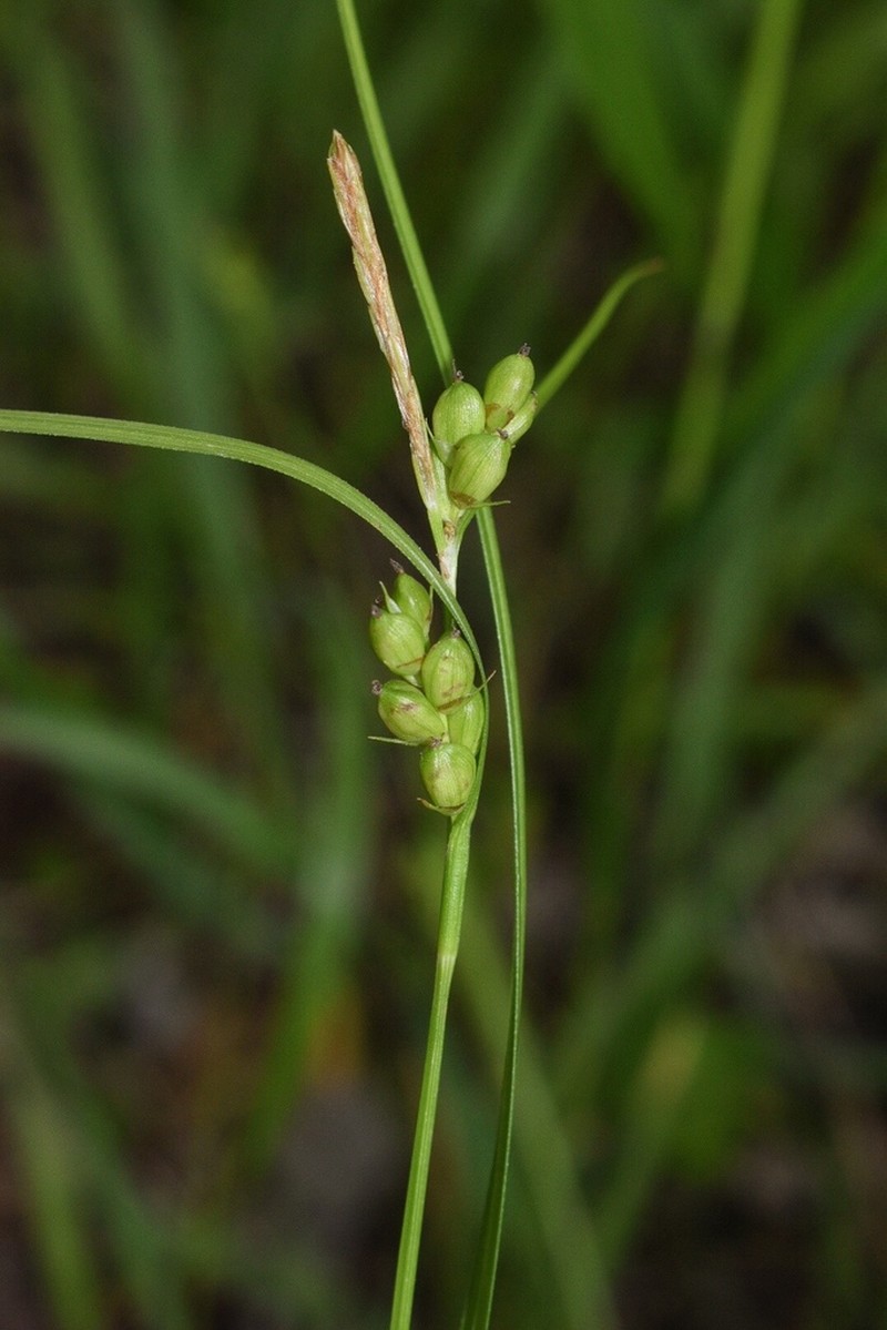Prune-Fruit Sedge photo 5