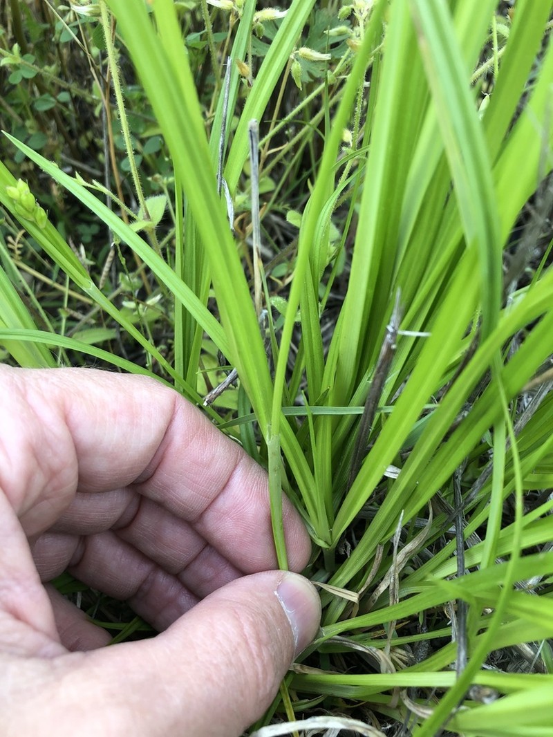 Prune-Fruit Sedge photo 6