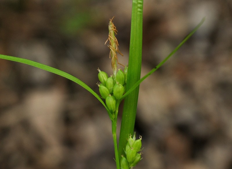 Prune-Fruit Sedge photo 7