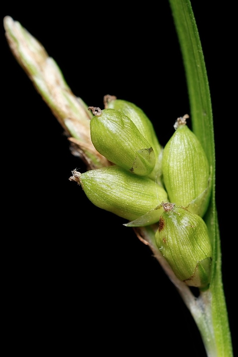 Prune-Fruit Sedge photo 8