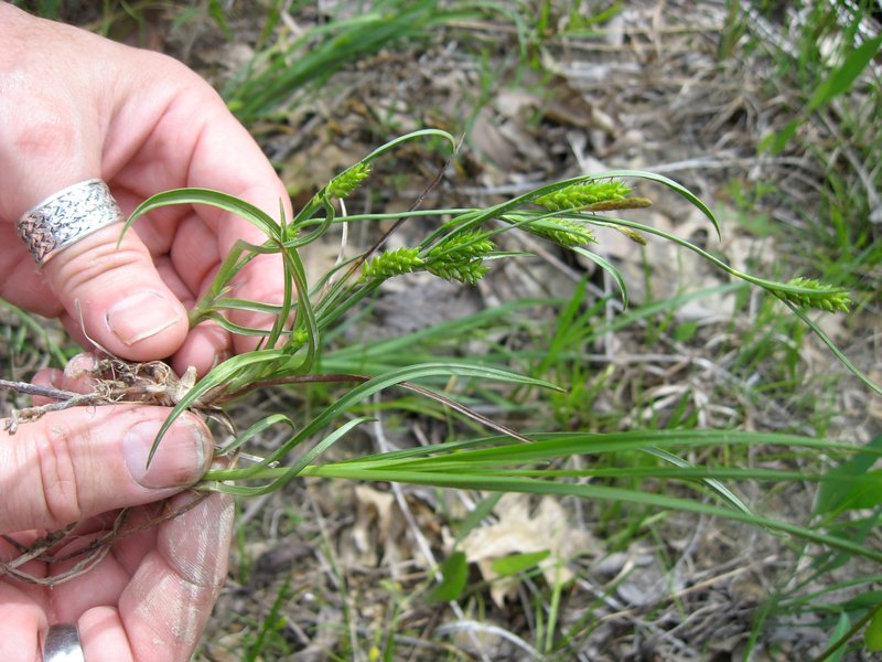 Crawe's Sedge