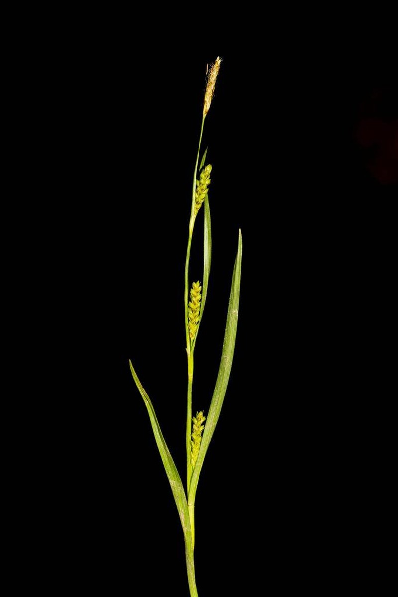 Crawe's Sedge photo 3