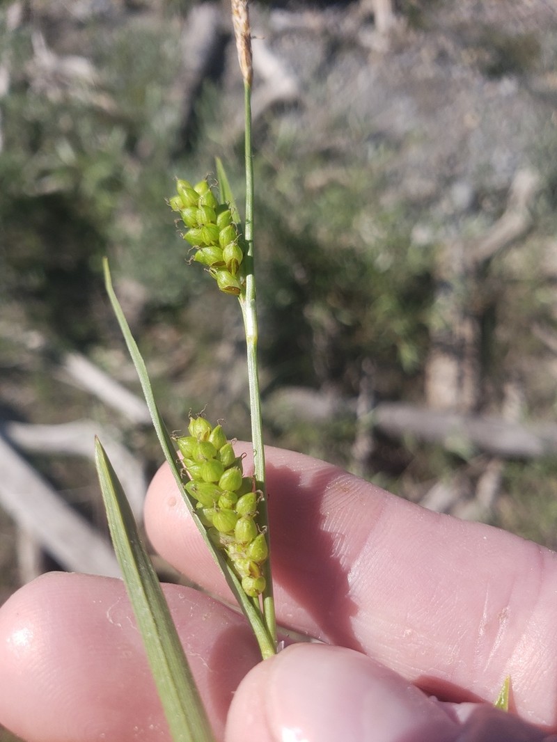Crawe's Sedge photo 4