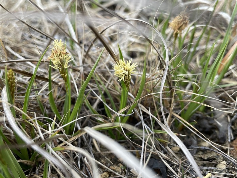 Crawe's Sedge photo 5
