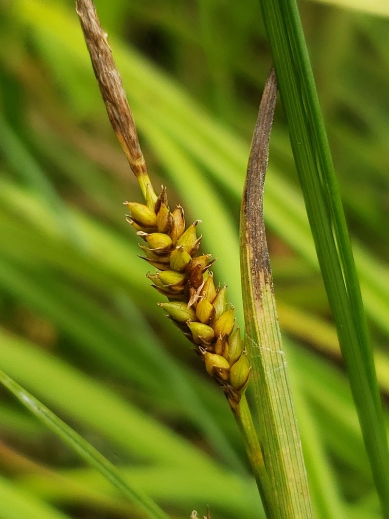 Crawe's Sedge photo 6