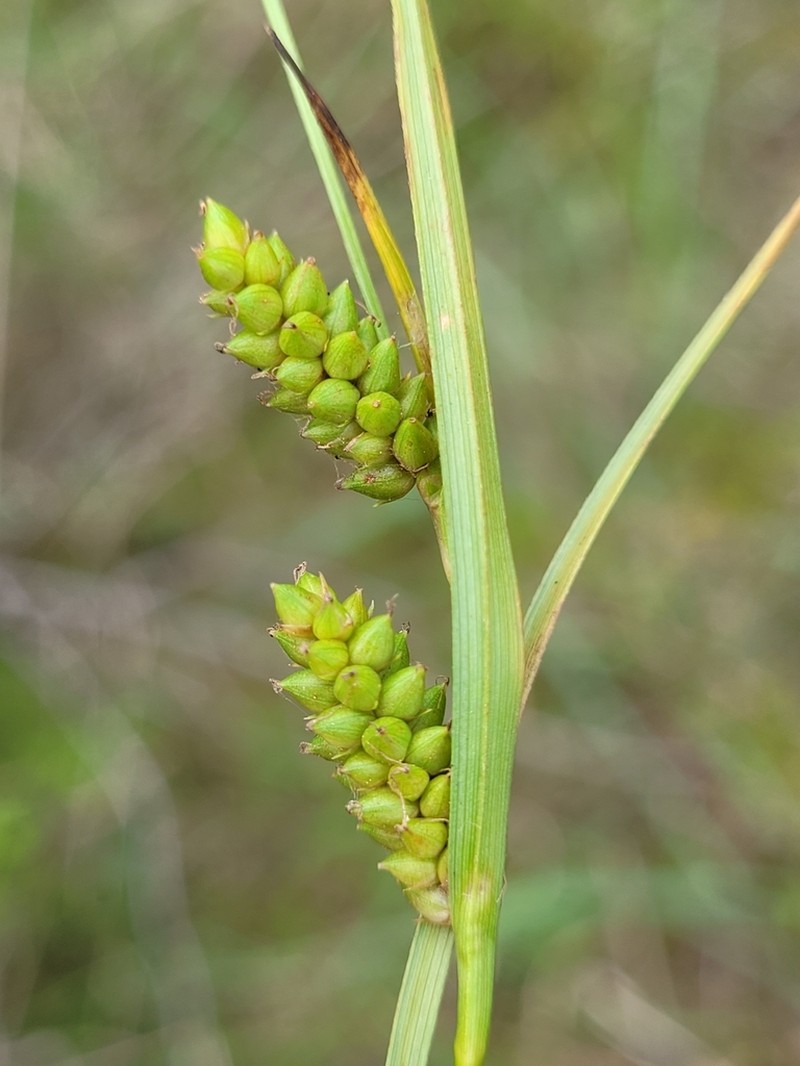 Crawe's Sedge photo 7