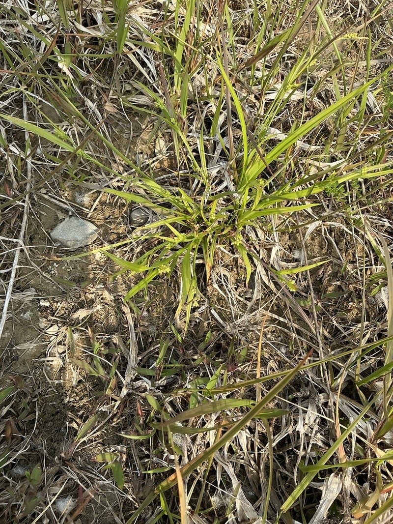 Crawe's Sedge photo 8