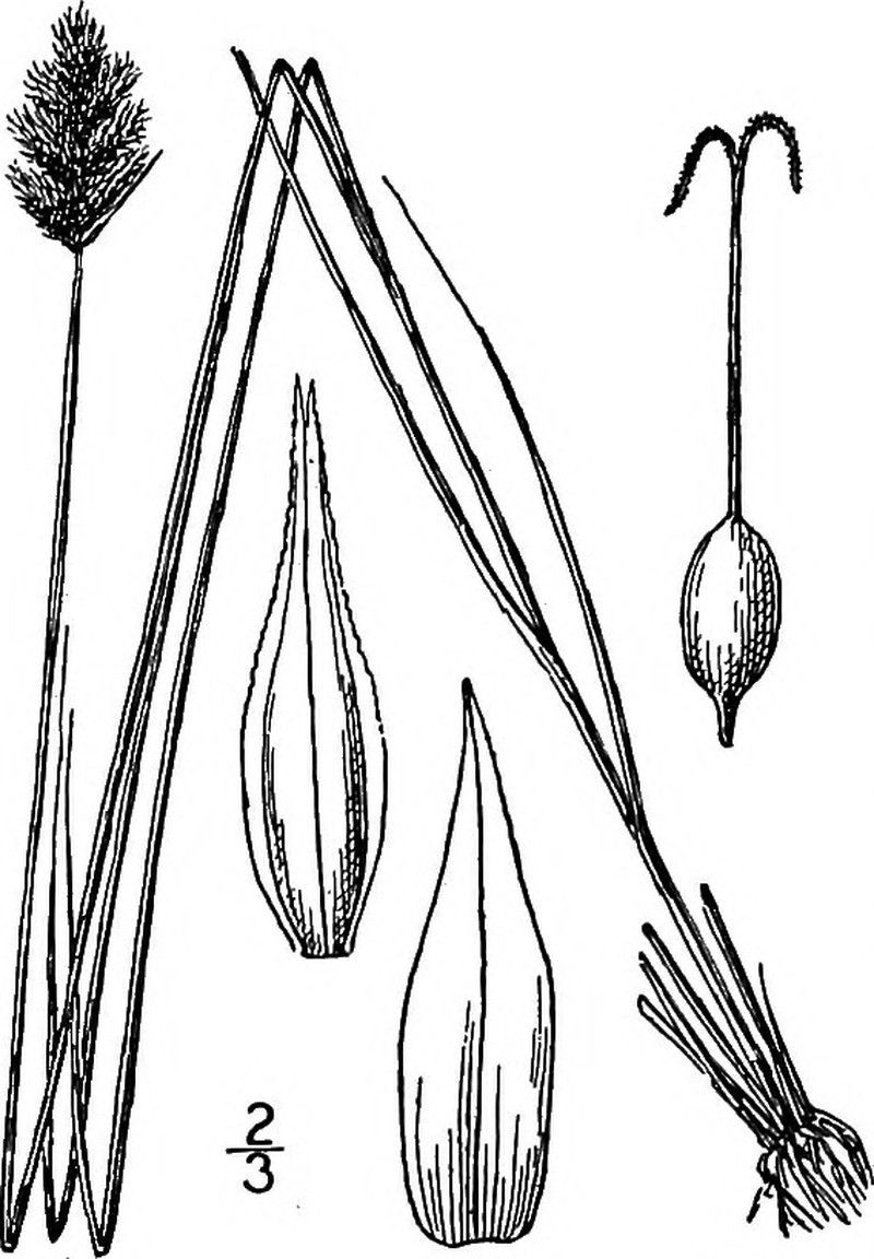 Crawford's Sedge