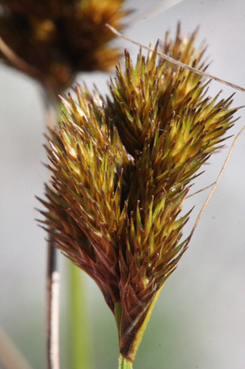 Crawford's Sedge photo 4