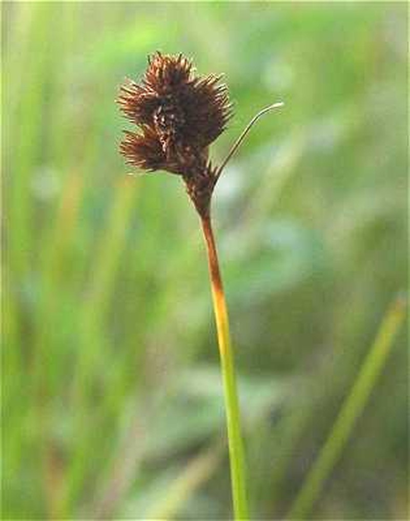 Crawford's Sedge photo 5