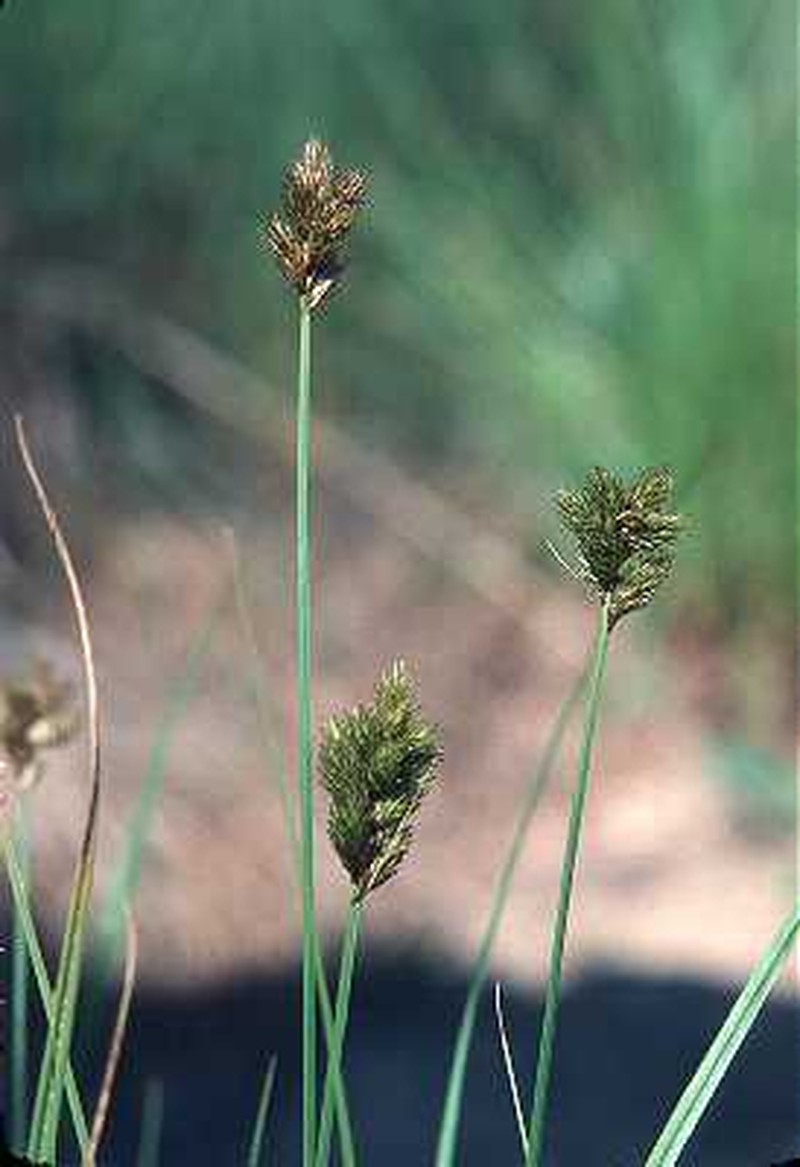 Crawford's Sedge photo 6