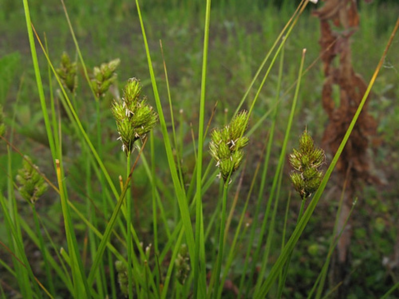 Crawford's Sedge photo 7