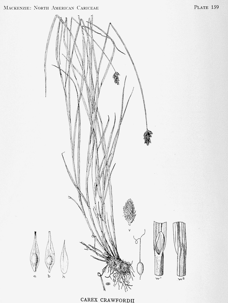 Crawford's Sedge photo 8