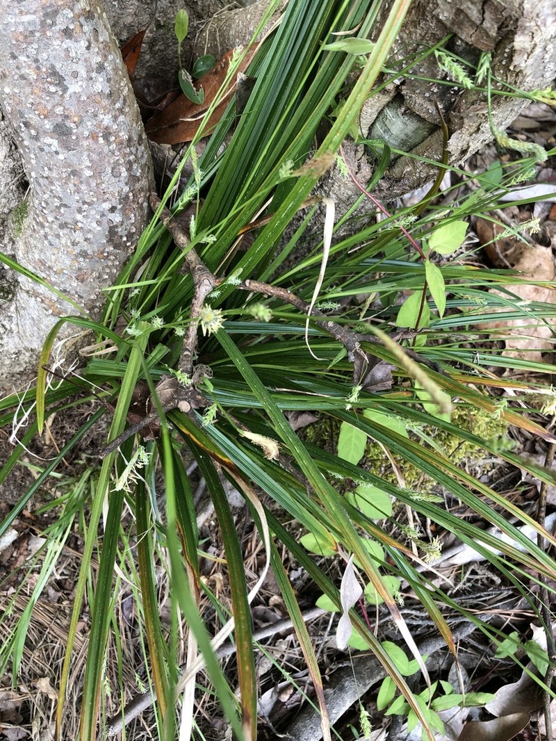 Coastal Plain Sedge photo 2