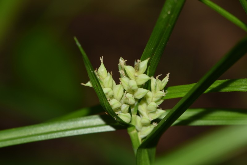Coastal Plain Sedge photo 4