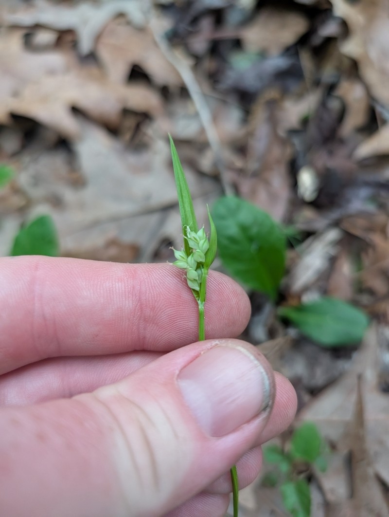 Coastal Plain Sedge photo 6