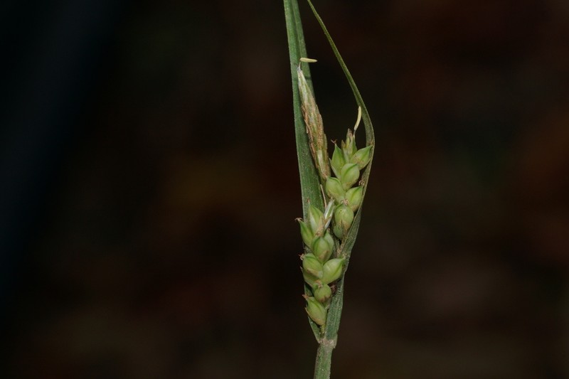 Coastal Plain Sedge photo 7