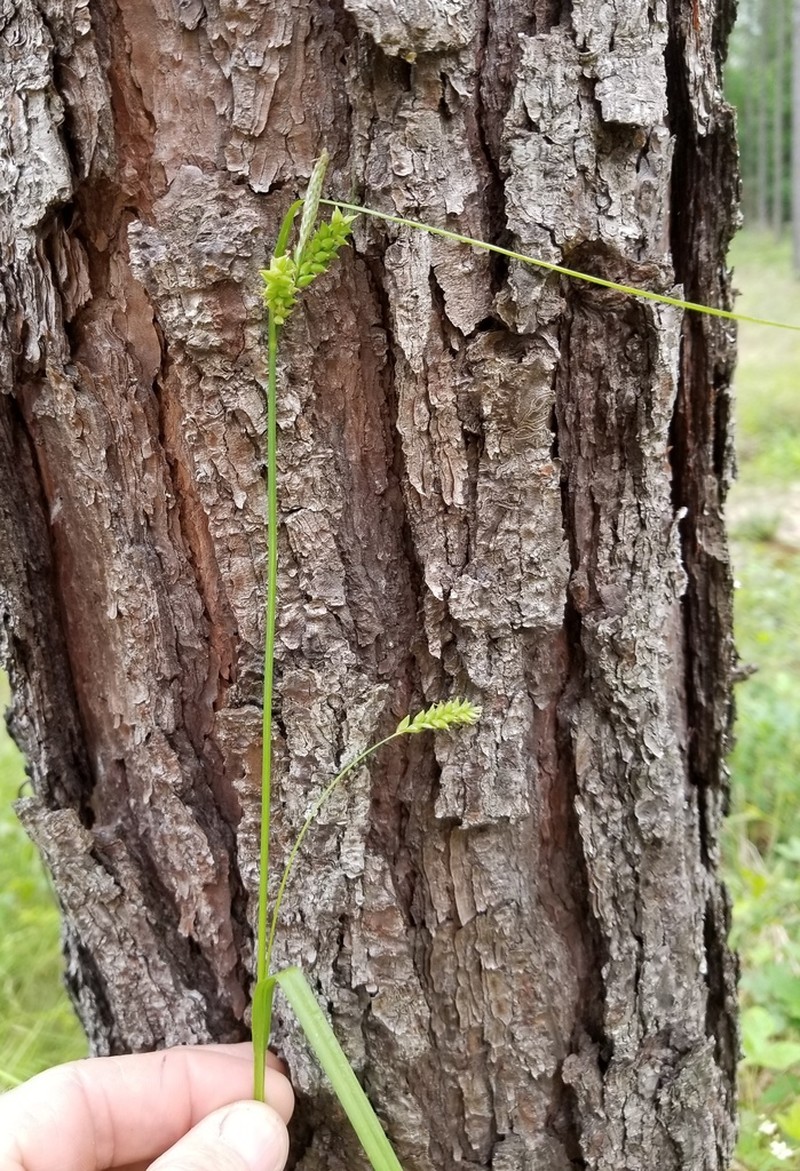 Coastal Plain Sedge photo 8