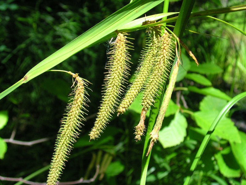 Fringed Sedge