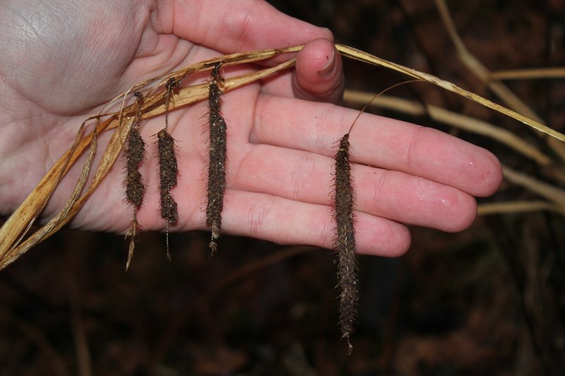 Fringed Sedge photo 5