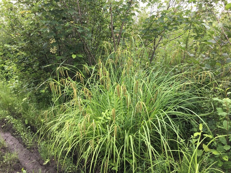 Fringed Sedge photo 6