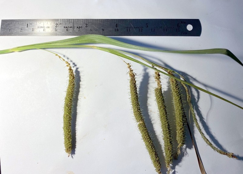 Fringed Sedge photo 7