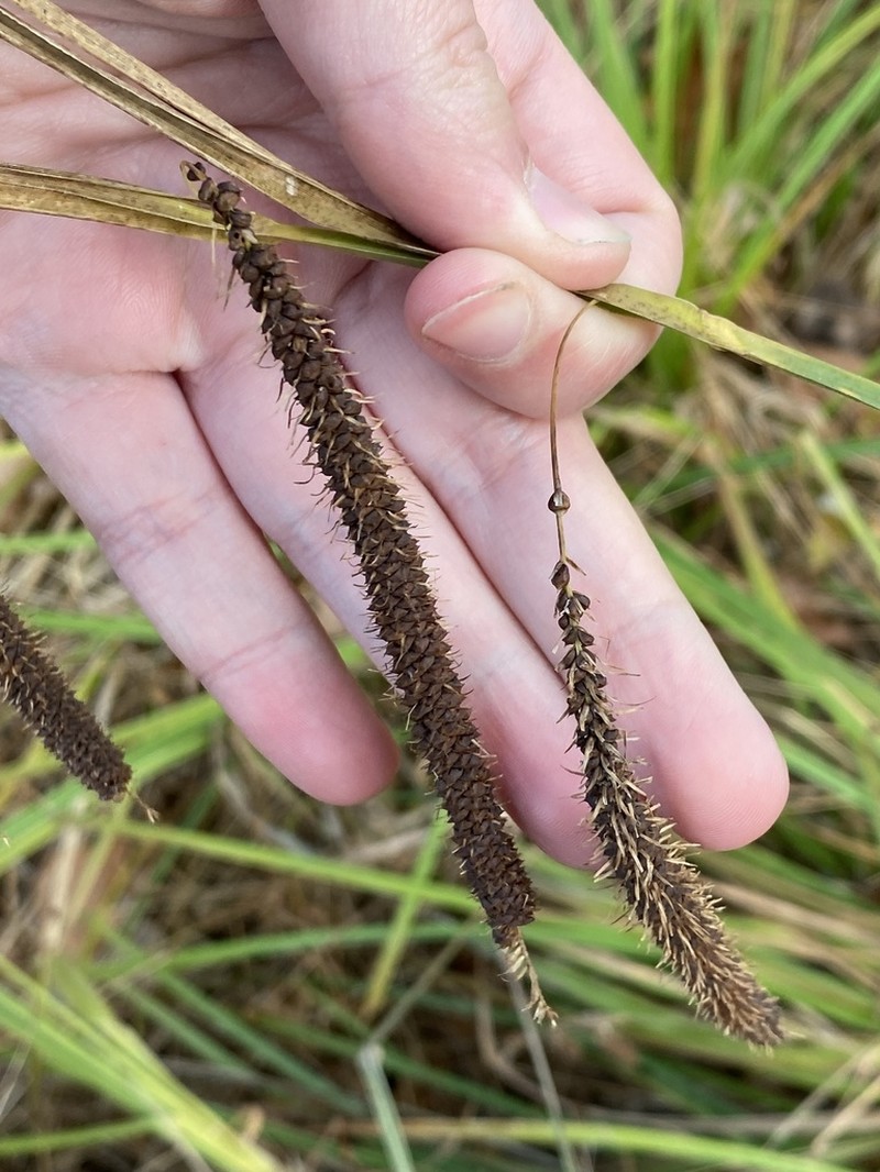 Fringed Sedge photo 8
