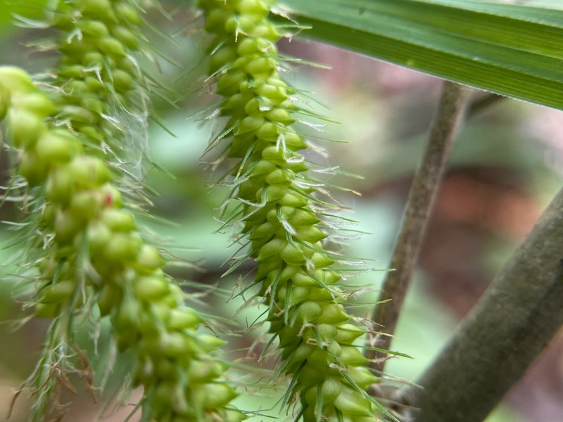 Carex crinita var. brevicrinis